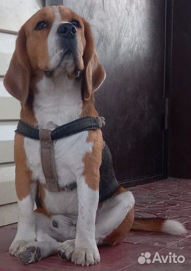 Бигль вязка