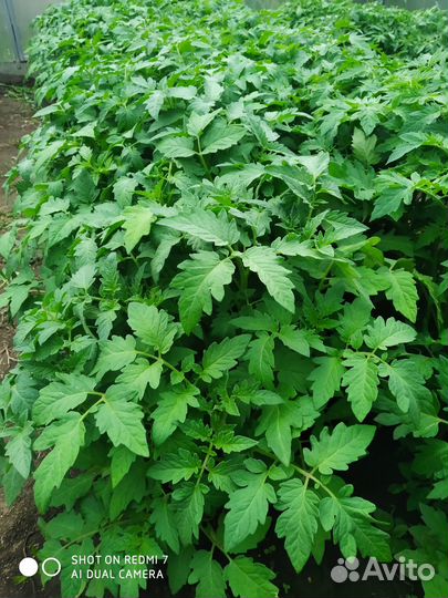 Рассада помидор (томат) баклажан базилик, цветы