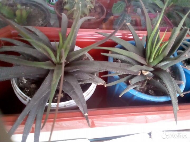 Хавортия жемчужная