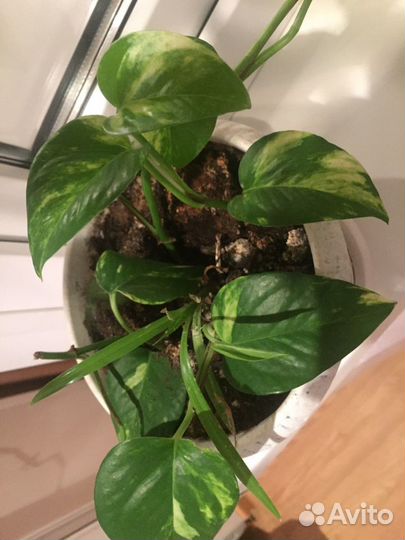 Березка вьющая