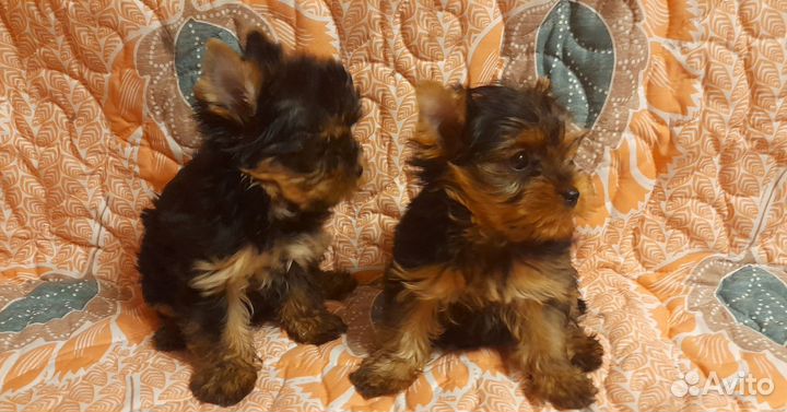 Йорко-девочки