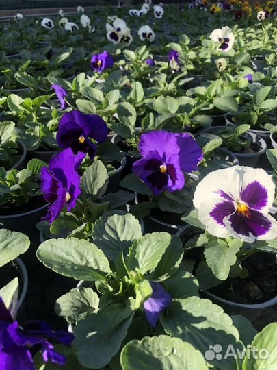 Продаем виолу Расцветки и колличество есть