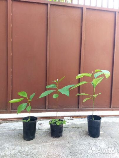 Авокадо растение