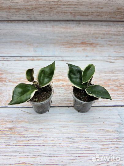 Хойи мелколистные-4