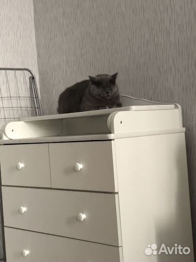 Британская кошка