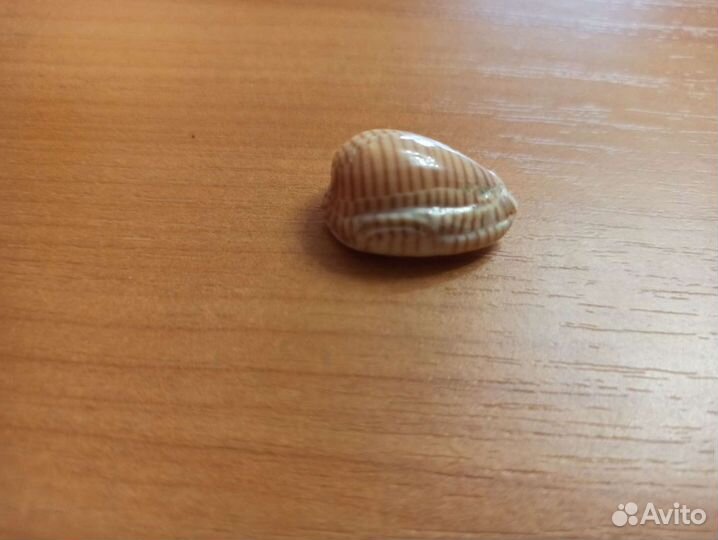 Морская раковина