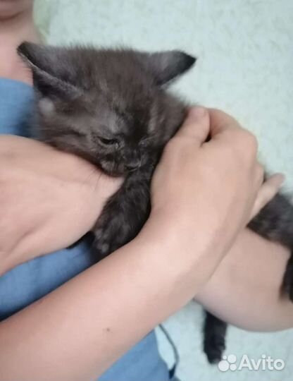 Котенок в добрые руки