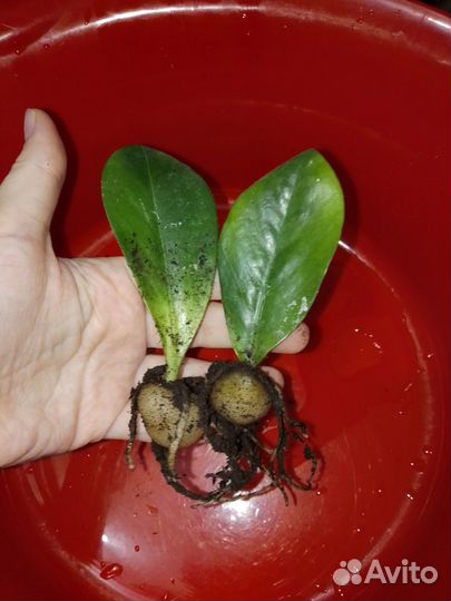 Замиокулькас черный равен