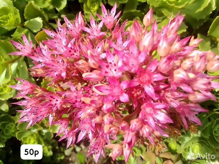 Дендробиум