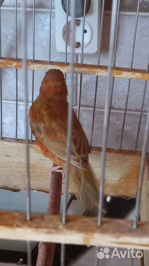 Европейский кенар