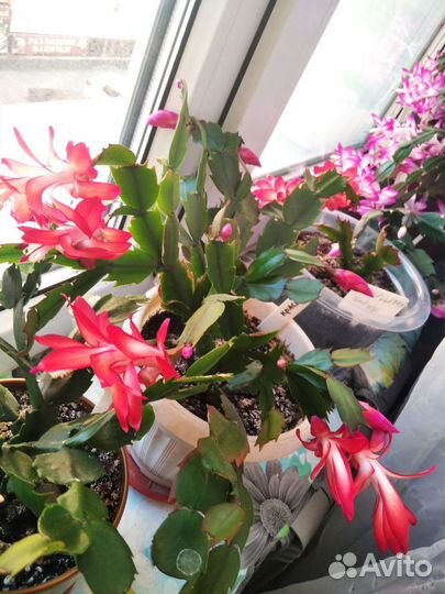 Декабрист Шлюмбергера красный