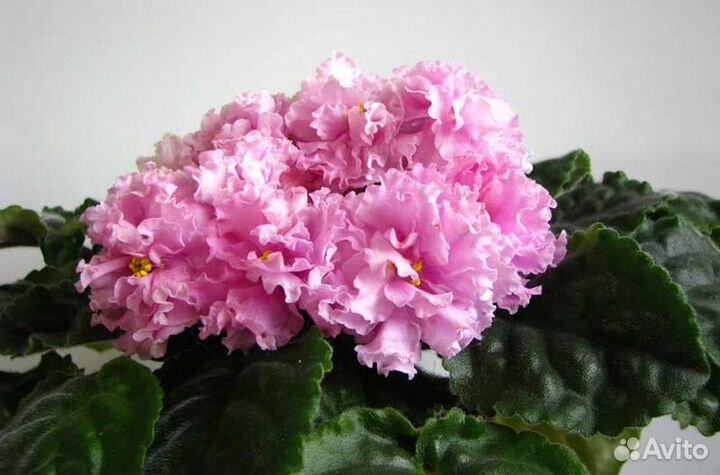 Детки сортовых фиалок