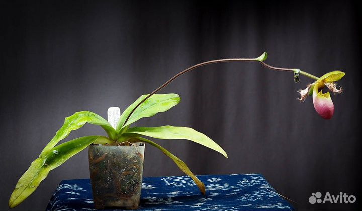 Орхидея. Пафиопедилум. Paphiopedilum moquettianum