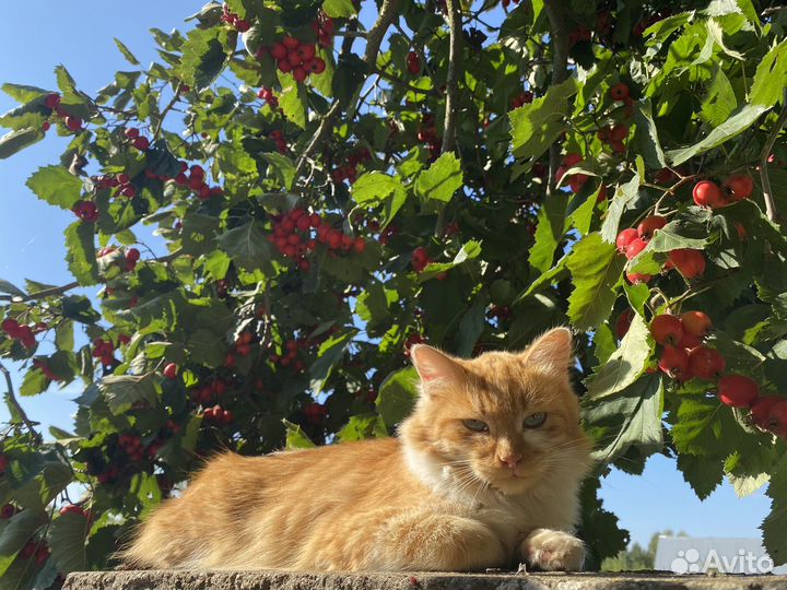 Сушеный, свежий боярышник