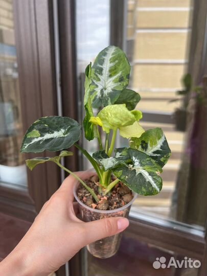 Сингониум яичница