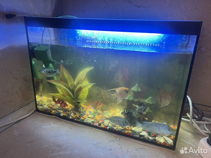 Аквариум