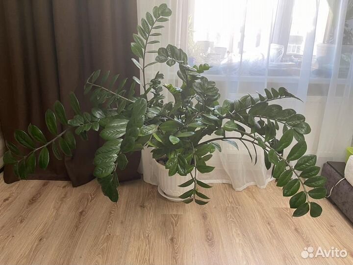 Цветок замиокулькас