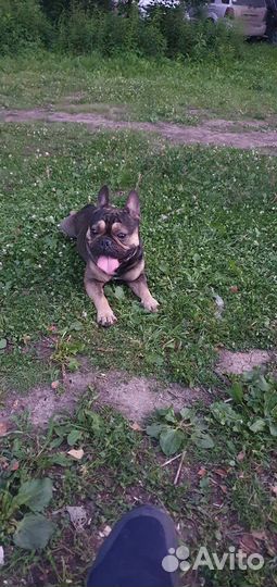 Французский бульдог вязка