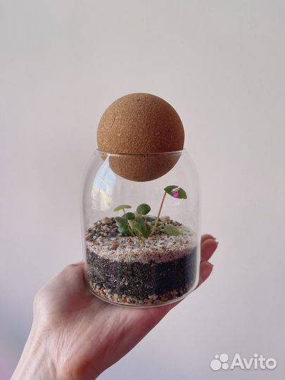 Экосистема с пеперомией Фрезери Вулкано