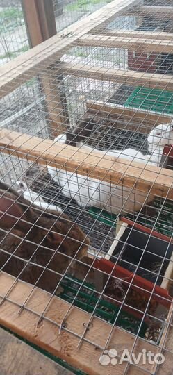 Кролики Калифорния