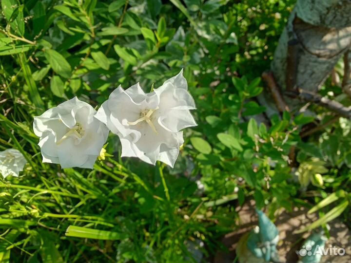 Колокольчики белые, синие разные по высоте