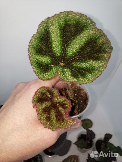 Бегония декоративно лиственная