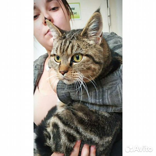 Кошка 2 года стерилизована
