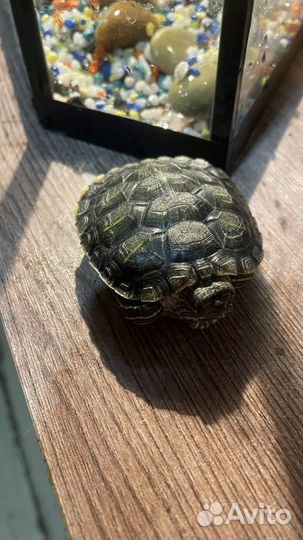 Черепаха