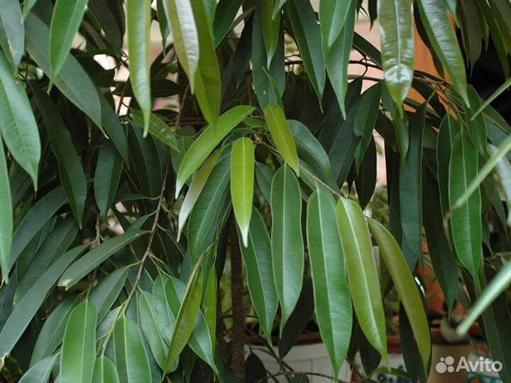 Продам Фикус Али
