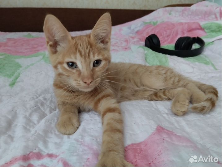 Котёнка в добрые руки