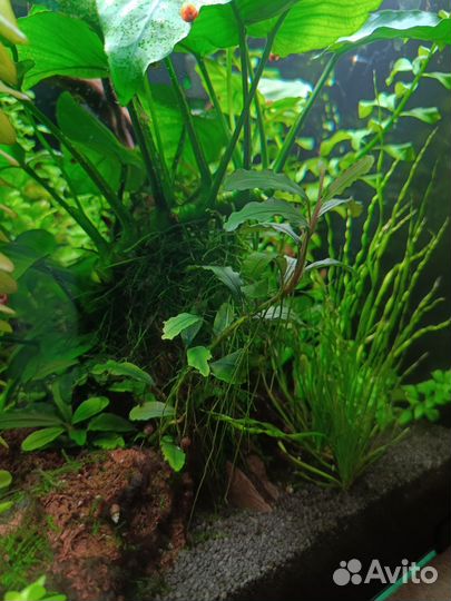 Аквариум 64 литра