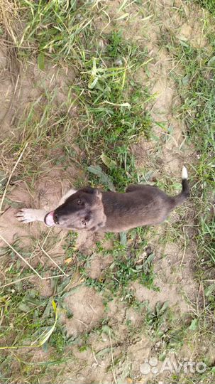 Щенок, сука, метис