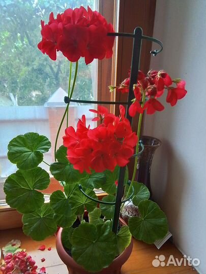 Пеларгония герань сортовые