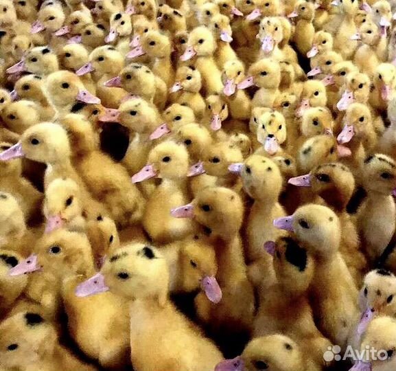 Утка, Цыплята, Индюшата