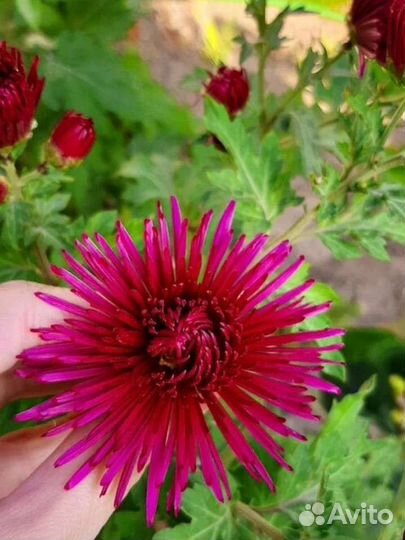 Хризантема