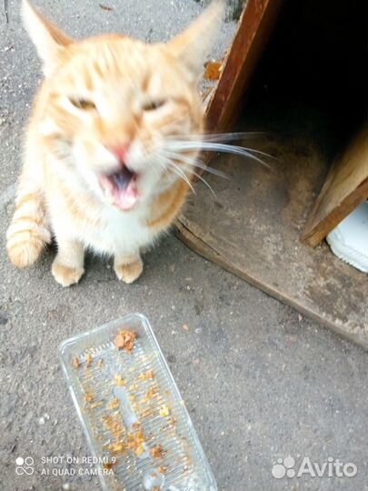 Молодой котик