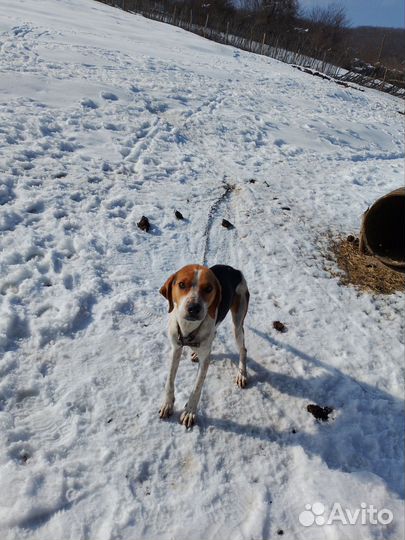 Эстонская гончая