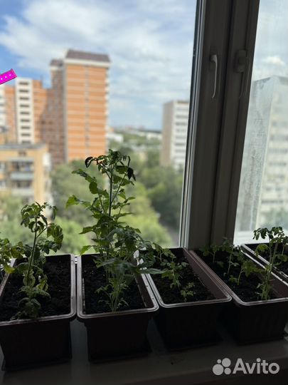 Домашние огород, креативный подарок