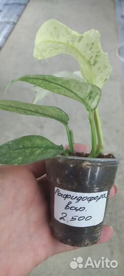 Рафидофора вариегатная