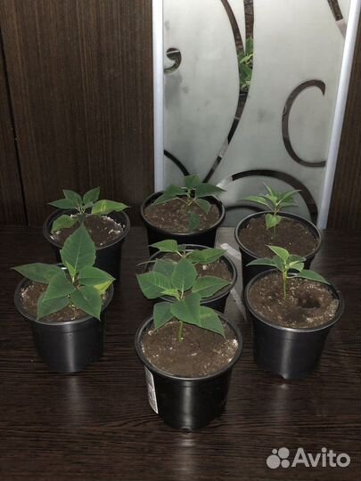 Пуансеттия отростки