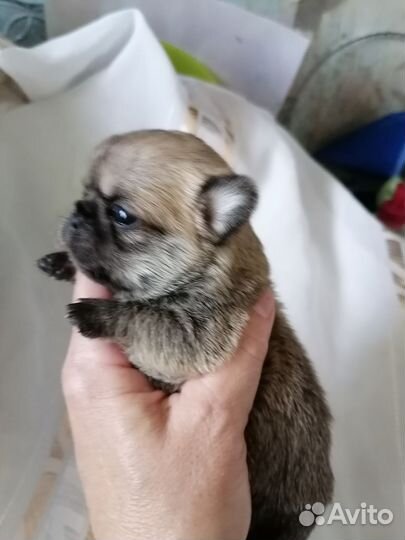 Чихуахуа микро малыши