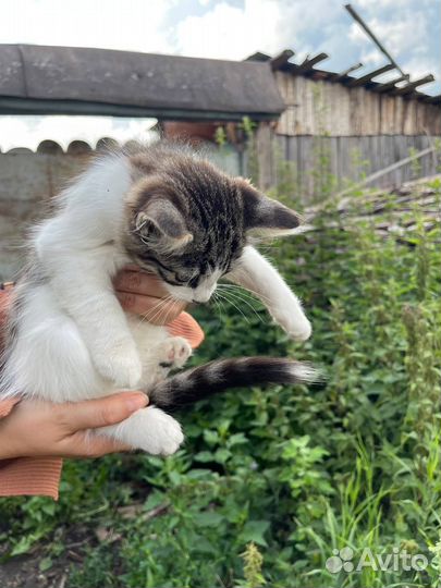 Котята в добрые руки бесплатно