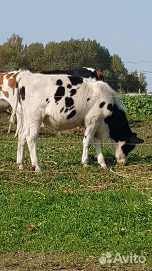 Молоко домашнее коровье, козье