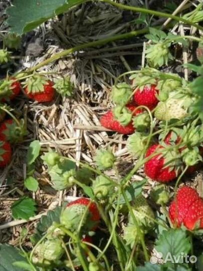 Рассада клубники с розовыми цветами