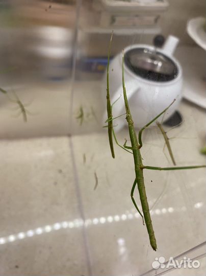 Палочники аннамские