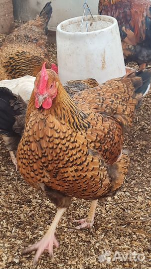 Яйцо для инкубации,Цыплята кучинские 1 месяц