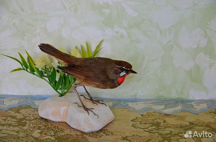 Чучело соловья