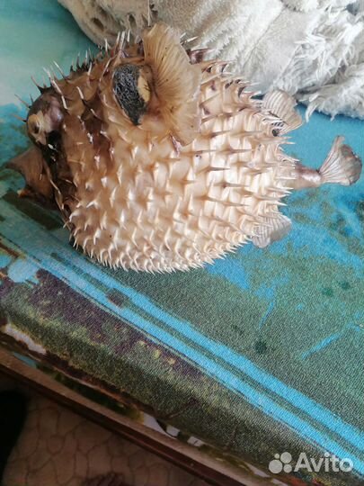 Чучело рыбы еж