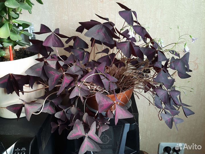 Комнатные цветы кислица