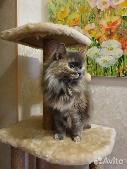 Зооняня, передержка котов и грызунов